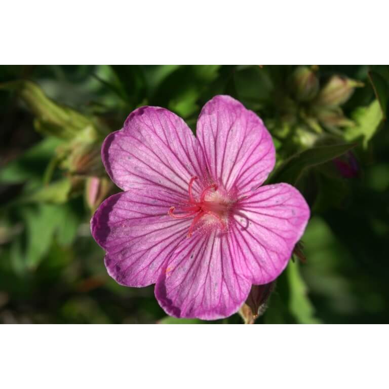 Sticky Purple Geranium-5371