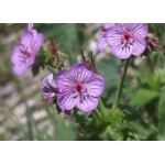 Sticky Purple Geranium-1370