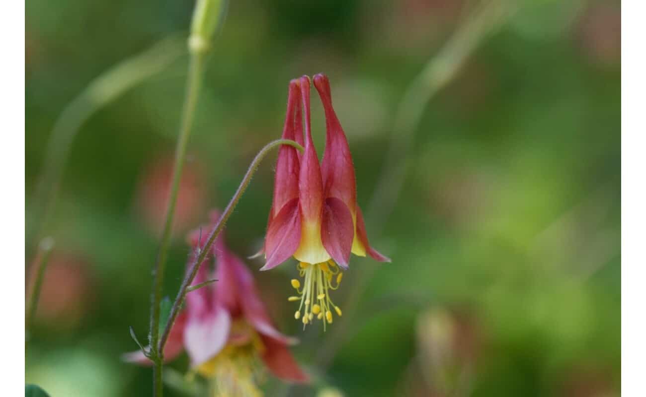 Eastern Red Columbine-5228