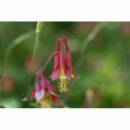 Eastern Red Columbine-5228