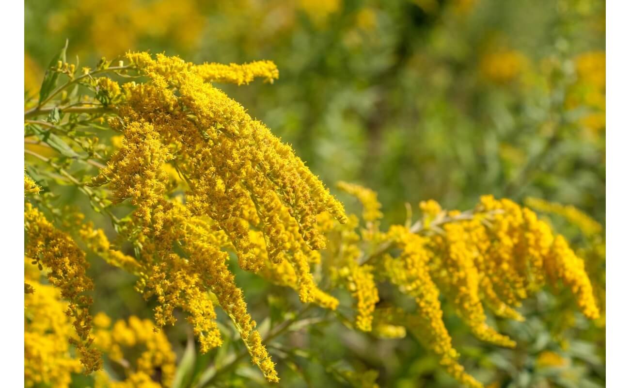 Canada Goldenrod-5231