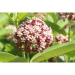 Common Milkweed-4557