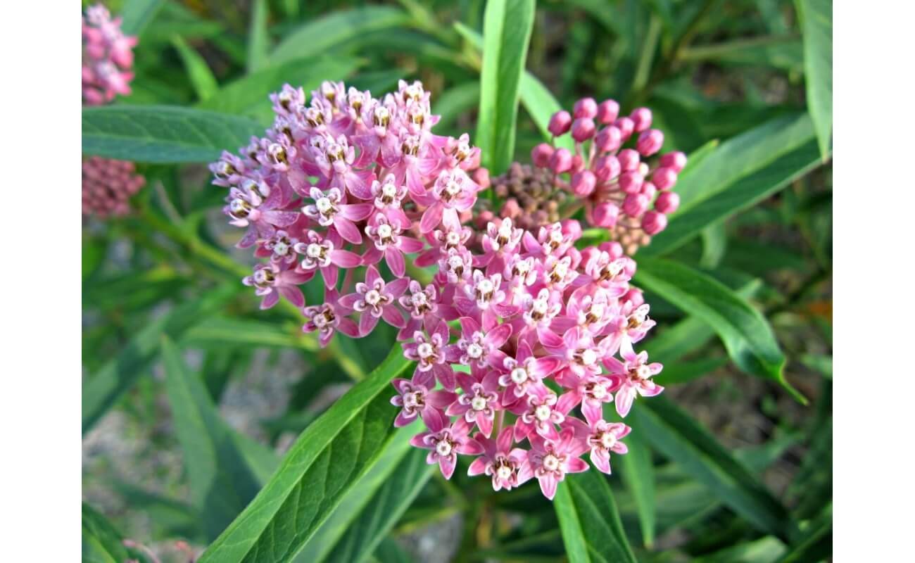 Common Milkweed-5214