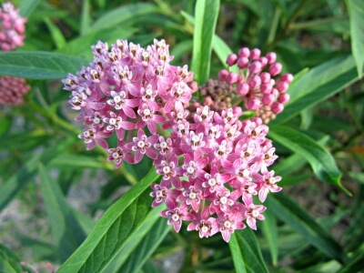 Common Milkweed-5214