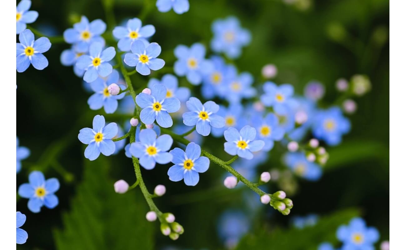 Forget-Me-Not-5299