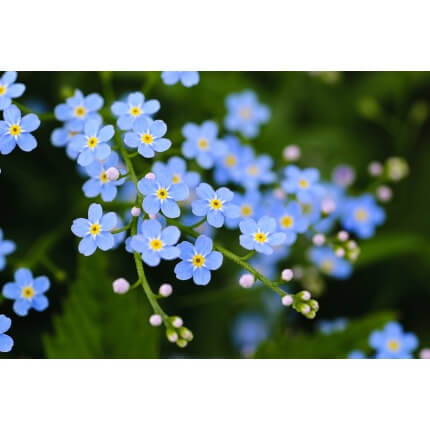 Forget-Me-Not-5299