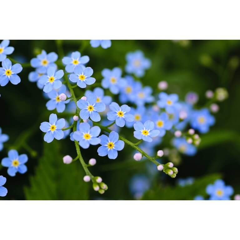 Forget-Me-Not-5299