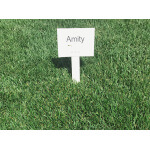 Amity tall fescue