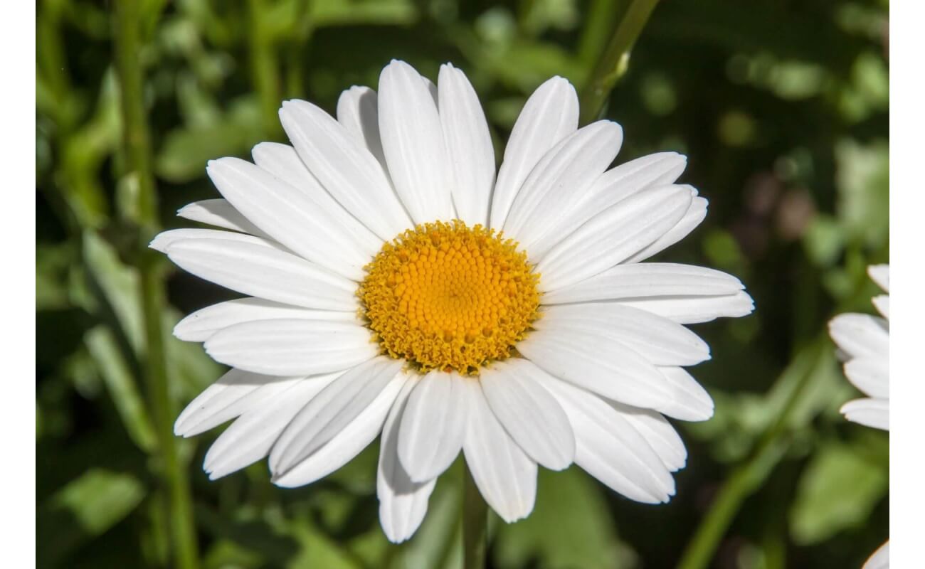 Shasta Daisy-1471