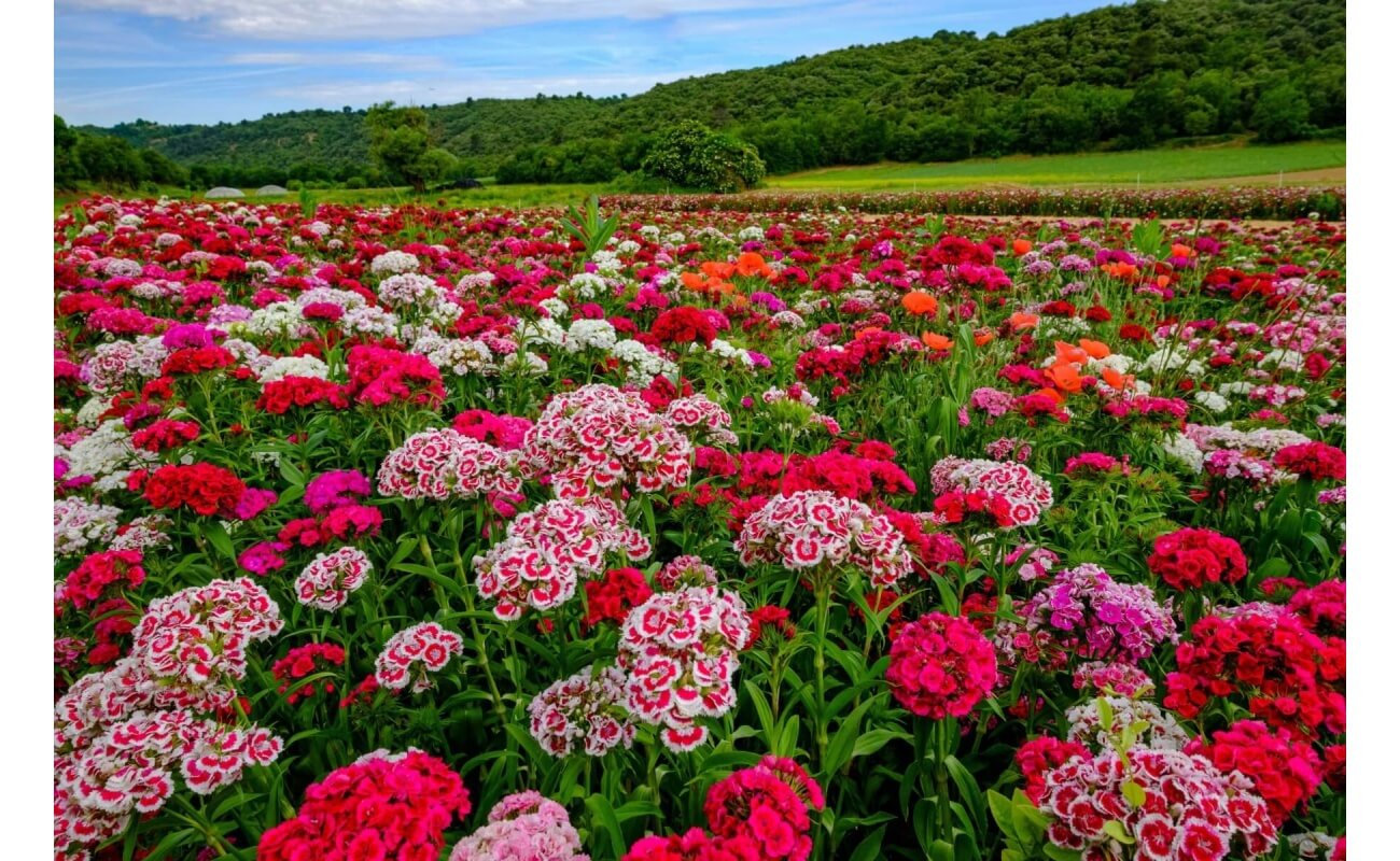 Sweet William-1505