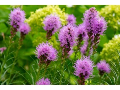 Spiked Gayfeather-1523