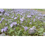 Lacy Phacelia-5013