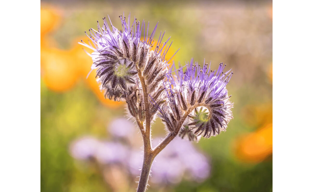 Lacy Phacelia-5012