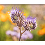 Lacy Phacelia-5012