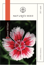Sweet William-0