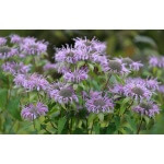 Wild Bergamot-5105