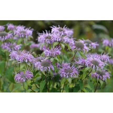 Wild Bergamot-5105