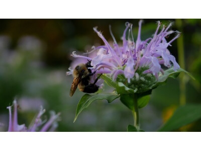 Wild Bergamot-5106