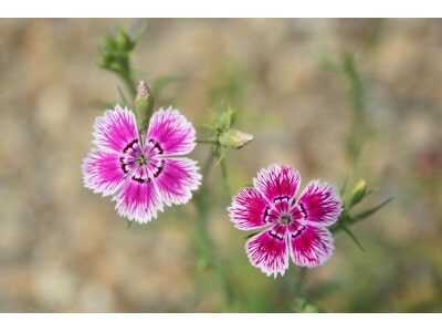 Sweet William-5335