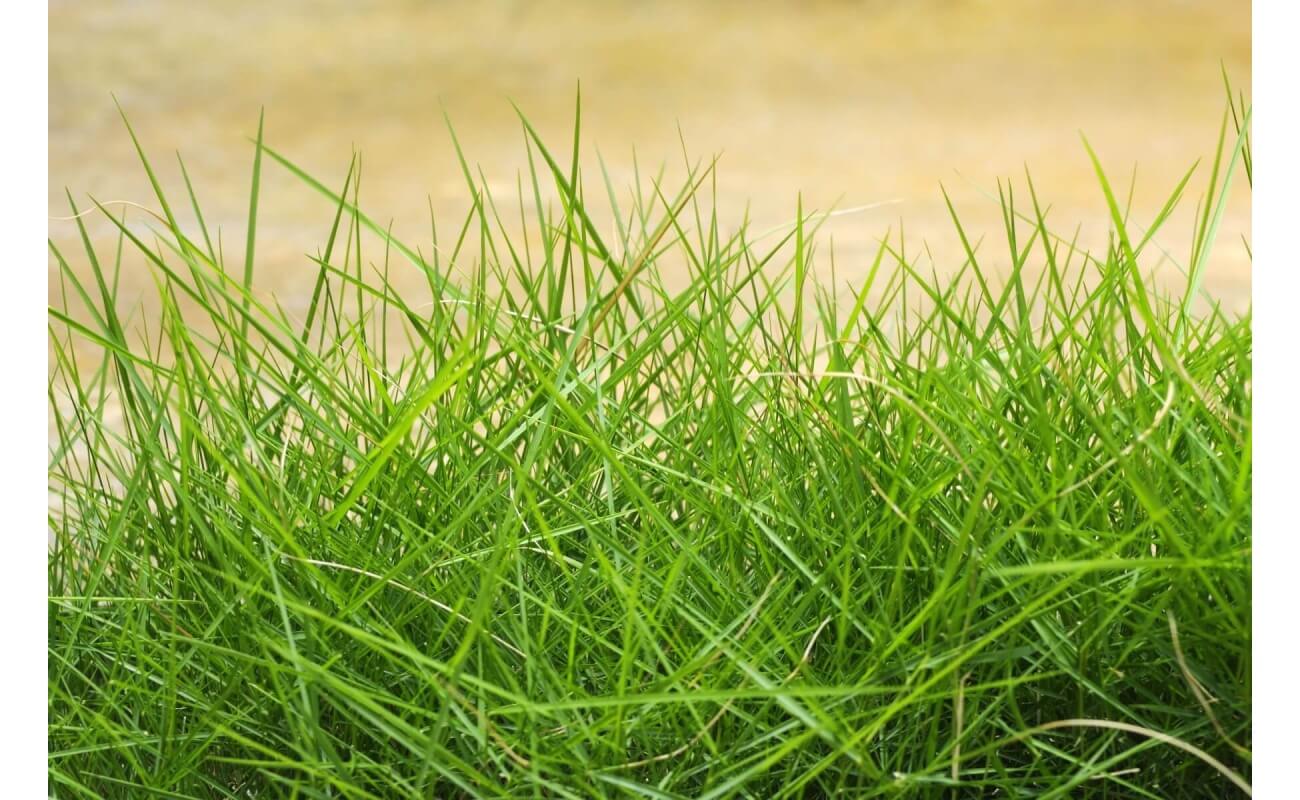 Chewings Fescue Grass-1719