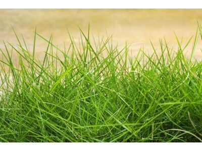 Chewings Fescue Grass-1719