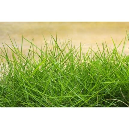 Chewings Fescue Grass-1719