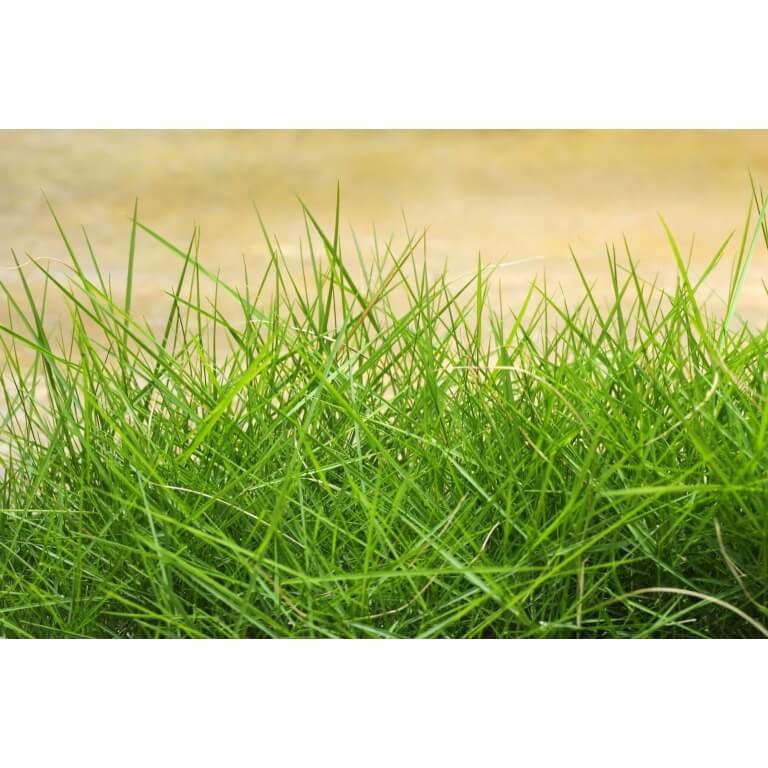 Chewings Fescue Grass-1719
