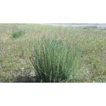 Forage Kochia-2053