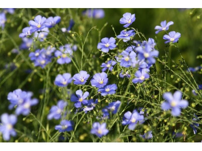 Common Flax-1997