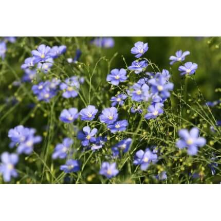 Common Flax-1997