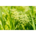 White Proso Millet-2413