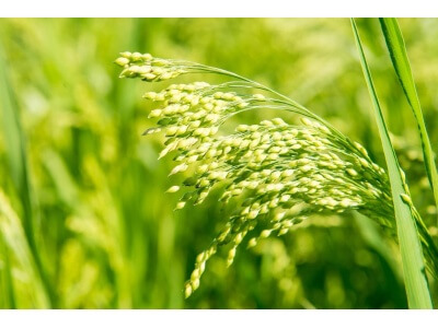White Proso Millet-2413