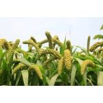 Foxtail Millet-2069