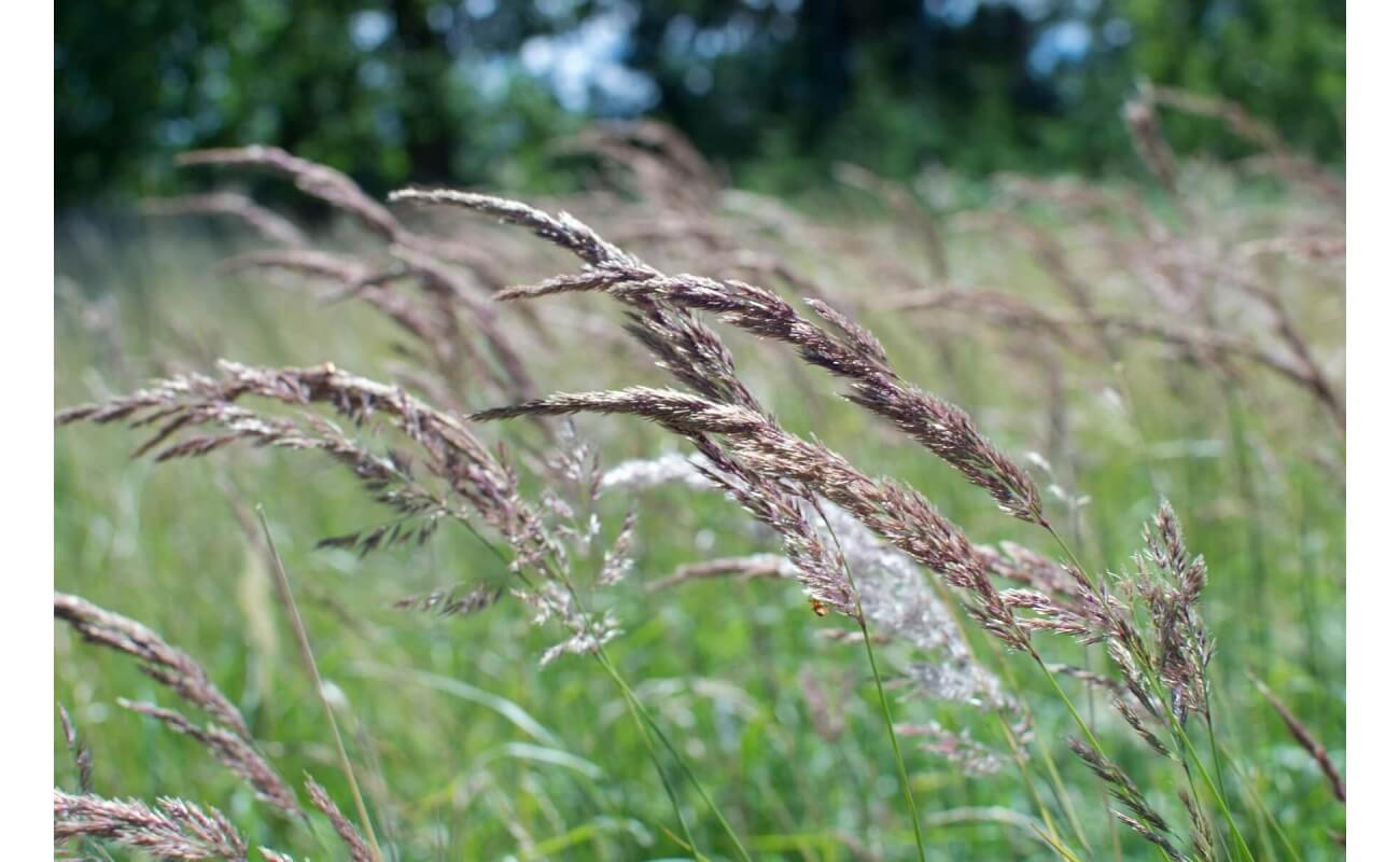 Creeping Red Fescue Grass-4997