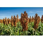 Grain Sorghum-2077