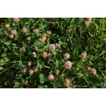 Strawberry Clover-2285