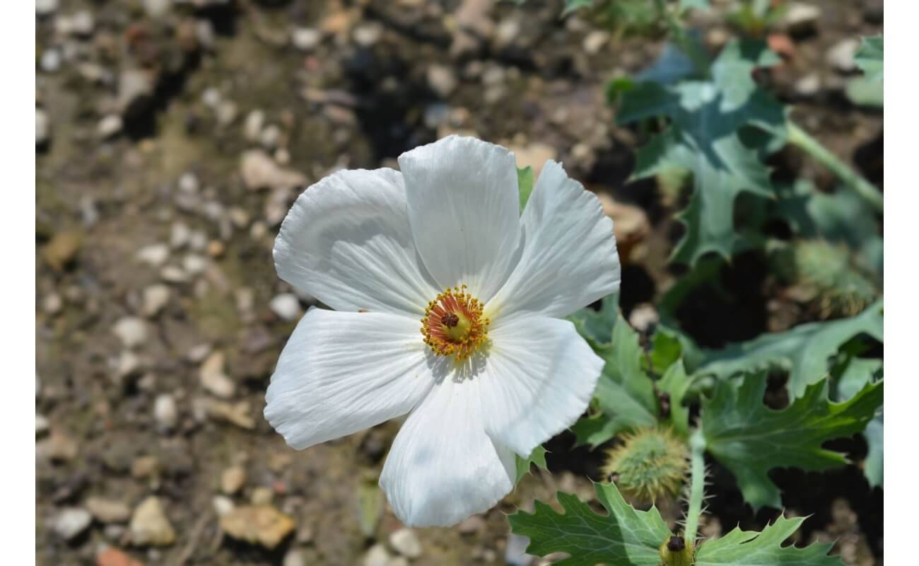 Prickly Poppy-3961