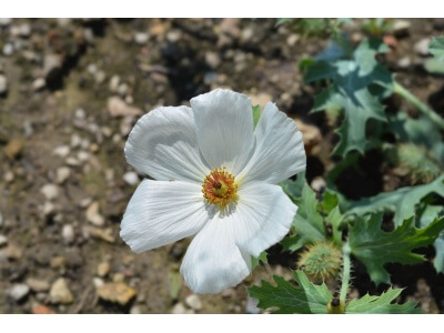 Prickly Poppy-3961