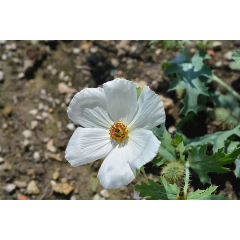 Prickly Poppy-3961