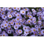 Smooth Aster-3933