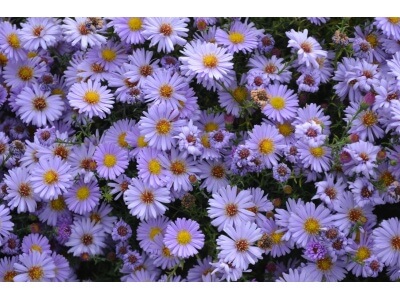 Smooth Aster-3933