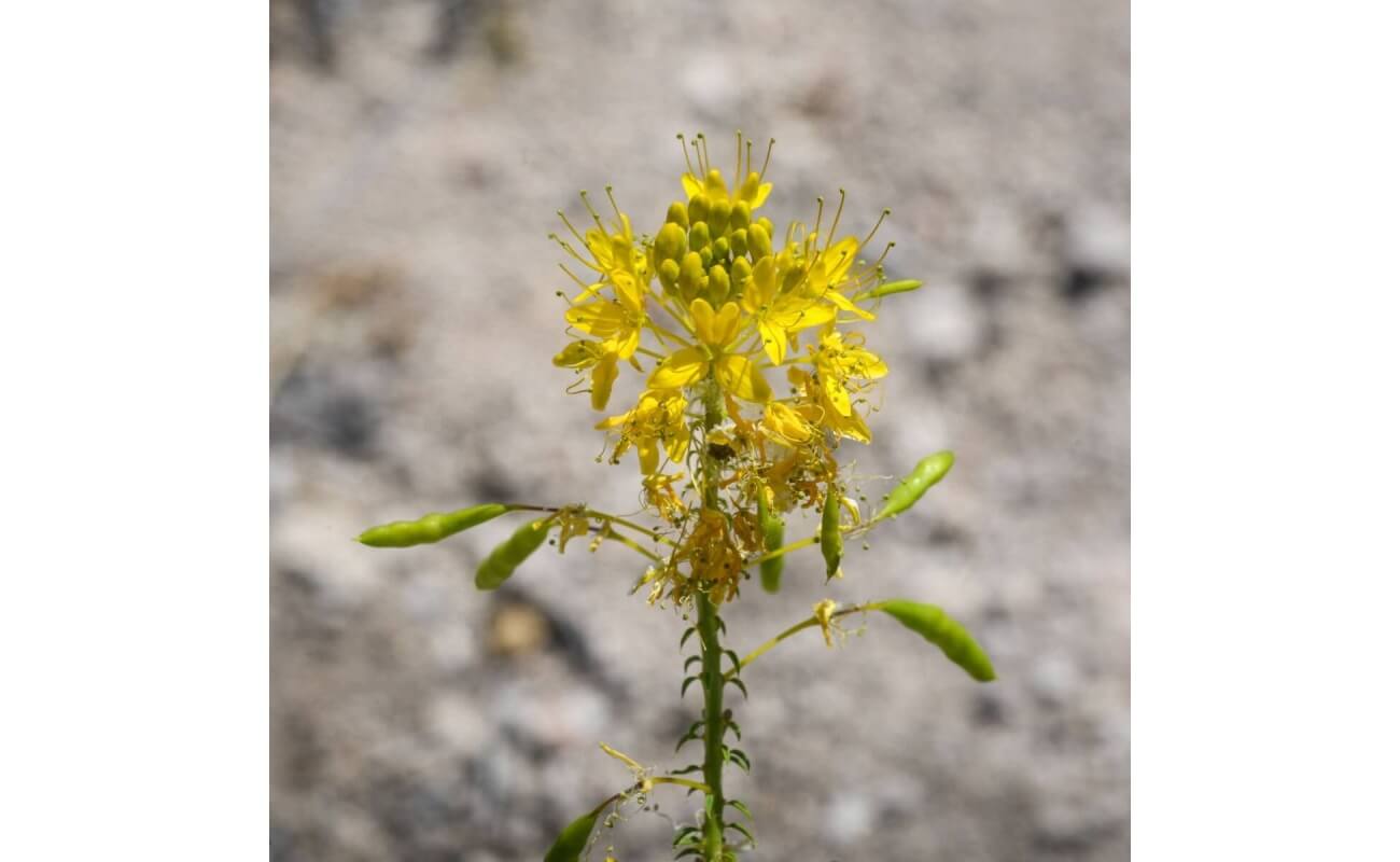 Yellow Beeplant-3930