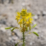 Yellow Beeplant-3930