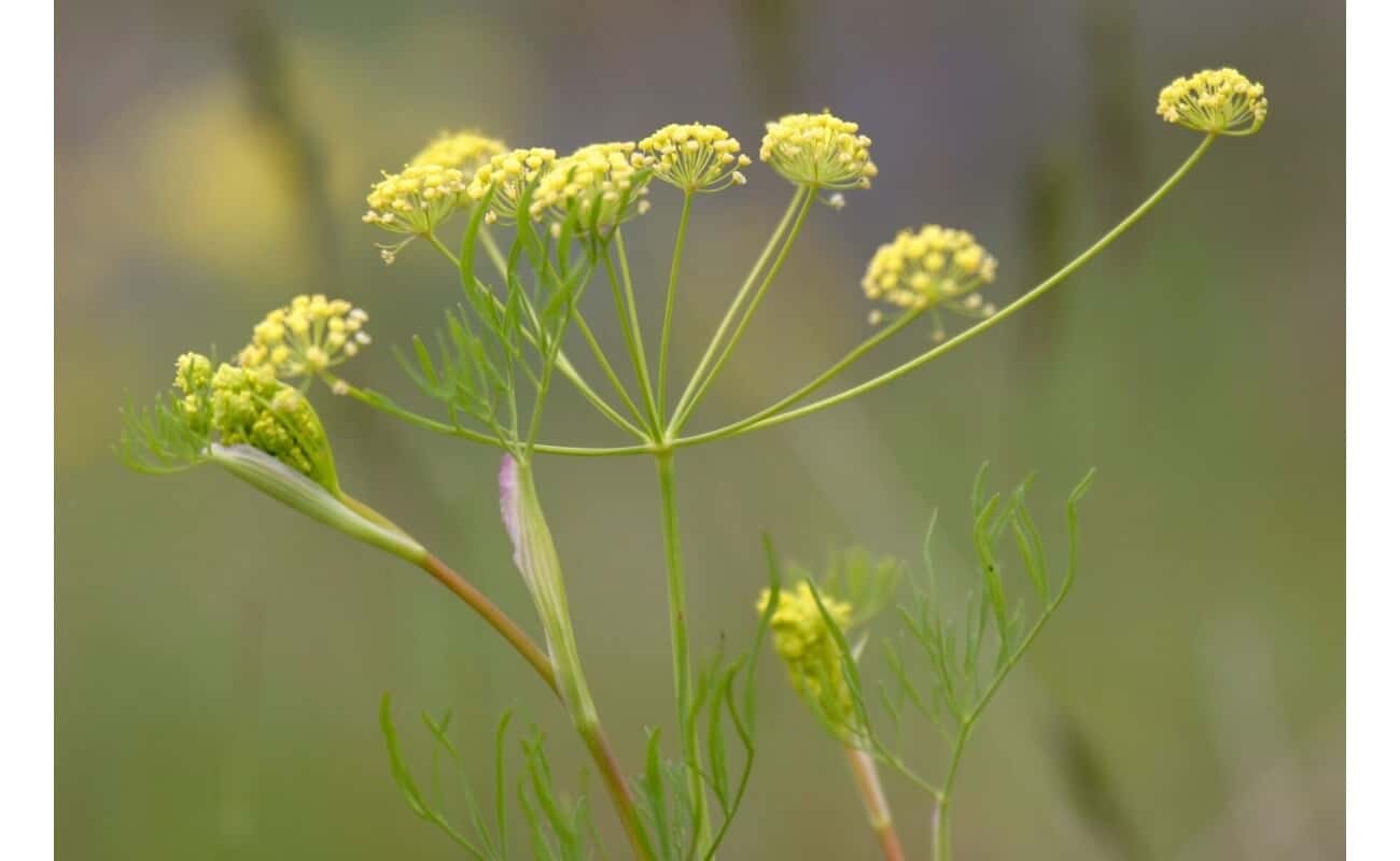 Fernleaf Biscuitroot-3926