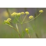 Fernleaf Biscuitroot-3926