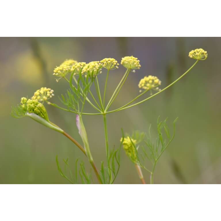 Fernleaf Biscuitroot-3926