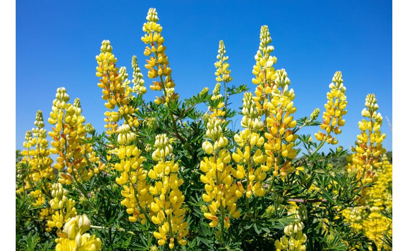 Golden Lupine-3945