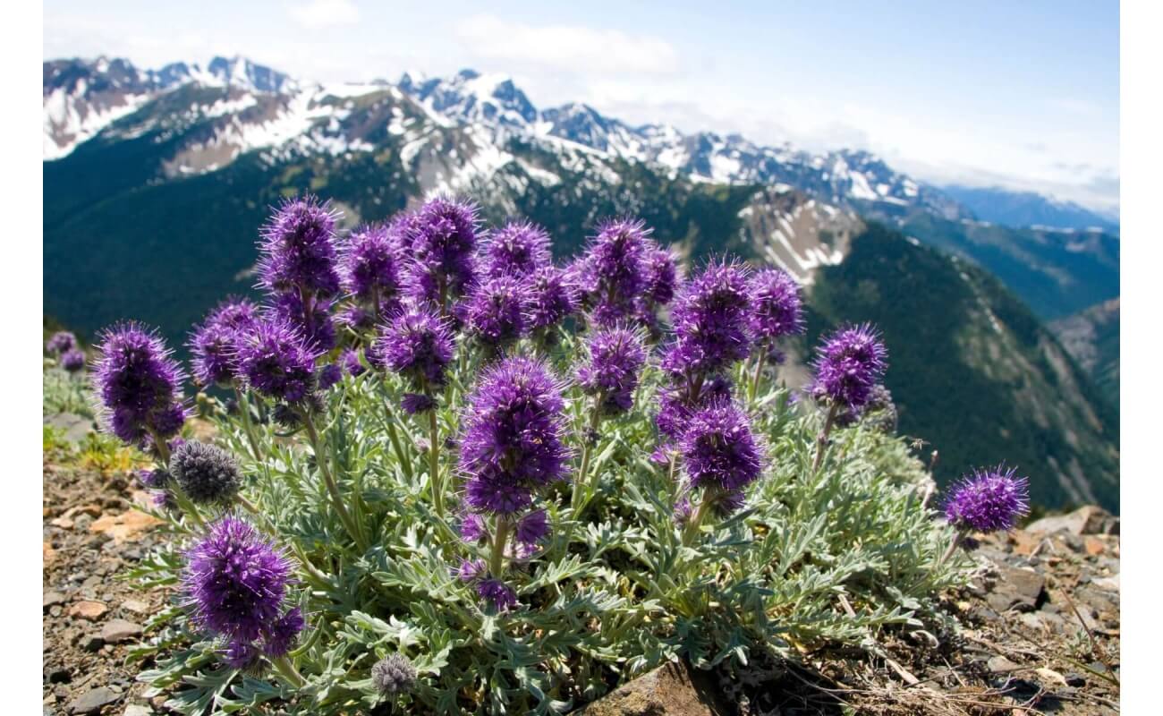 Silky Phacelia-3939