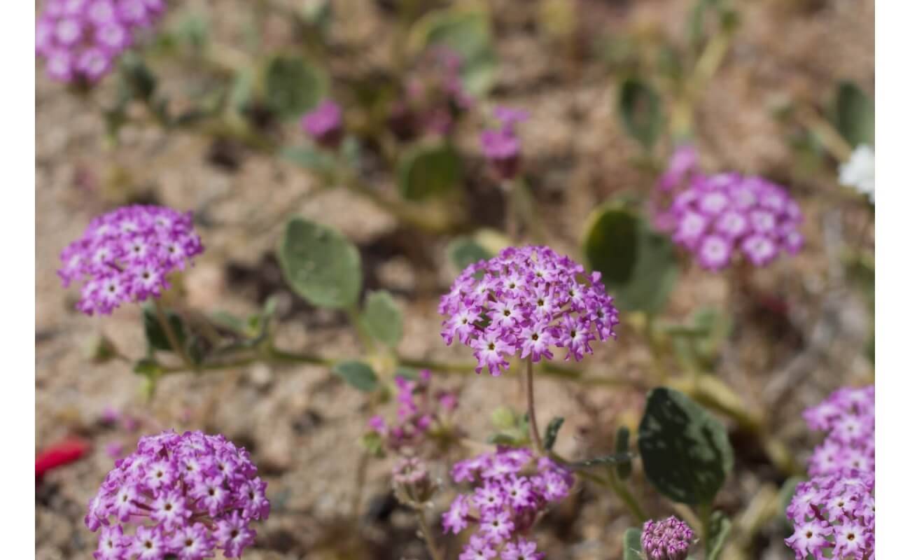 Desert Sand Verbena-5252