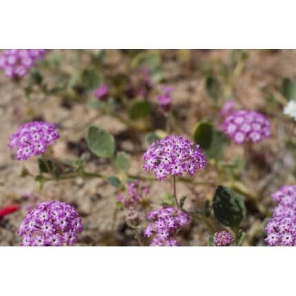 Desert Sand Verbena-5252